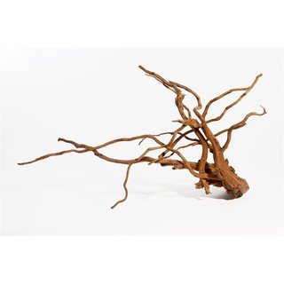 Rote Moorwurzel  45-70 cm