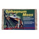 Lucky Reptile Spaghnum Moos Ziegel 100g