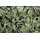 JR Farm Petersilien-Salat 6 x 50g