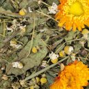 JR Farm Grainless Plus Kamille & L&ouml;wenzahn 100g