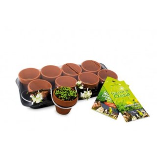 JR Farm Fresh Frisches Gr&uuml;n 8er Pack