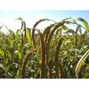 1 kg franz&ouml;sische gelbe Kolbenhirse handverlesene...