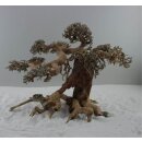 Aquarium Bonsai Large L 30-40 cm