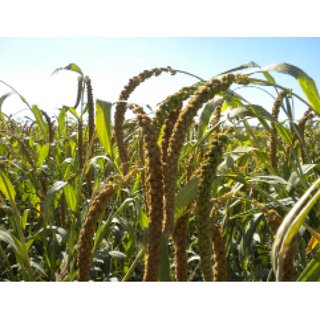 10 kg franz&ouml;sische gelbe Kolbenhirse handverlesene Premium Qualit&auml;t